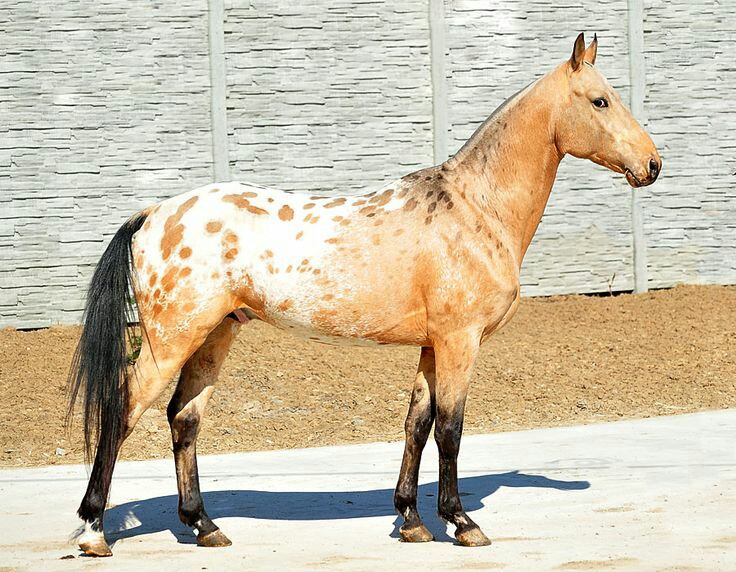 Appaloosa x Akhal Teke Cross, Golden Globe A